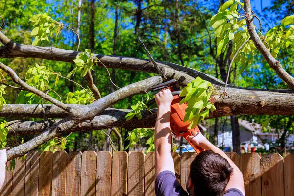 Müteahhit, banliyödeki büyük ağaç gövdesini kesmek için testere kullanıyor.