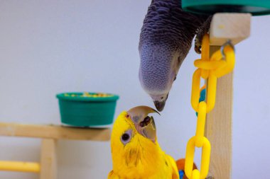 Psittacus Erithacus gri papağan sarı güneş papağanına yaklaşır.