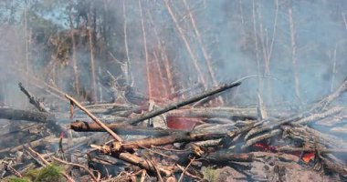 Yanmış ahşap kütükler ve ağaç dalları orman zeminine yayılmış etkin közler ve dumanla, kömürleşmiş manzarayla orman yangınından ve kalıcı alevlerden kaynaklanan tahribatı gösteriyor.