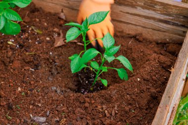 Bahçıvan yeşil biber filizini bahçe kutusundaki zengin toprağa eker ve başarılı bir sebze yetiştirmeye hazırlanır..