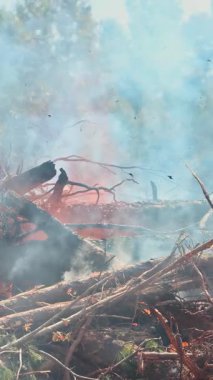 Alevler kuru dalları ve yaprakları tüketir ve öğleden sonra boyunca bir ormanda duman yaratır..