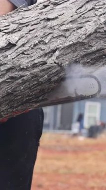 Elektrikli testere kullanan işçiler, doğal ve ormanlık alanlarla çevrili büyük ağaç gövdelerini kesmekle meşgul..
