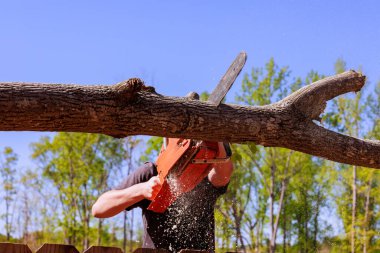 İşçi, ormanda seyrek yapraklarla çevrili ağaç kütüğünü kesmek için testere kullanıyor..