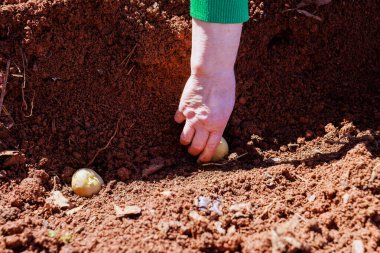 Elleri yavaşça toprağa gömülü, zengin, kahverengi toprak yamasında taze patatesleri ortaya çıkarıyor.