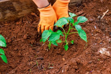 Eldivendeki eller dikkatlice bahçe yatağına taze biber tohumu eker, canlı yeşilliği artırır..