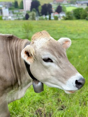 Dairy cow with neck bell stands in ush green pasture in Appenzell Ausserrhoden region of Switzerland green fields typical of Swiss agricultural terrain.