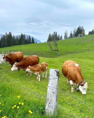 Bern Kantonu 'nun uzak dağlık Axalp bölgesi ile yemyeşil çayırlarda otlayan küçük kahverengi ve beyaz inek sürüsü.