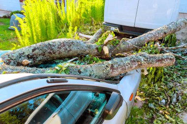 Şiddetli rüzgarlar, ağacın dallarını park halindeki arabanın üzerine savurarak fırtına sonrası hasara yol açıyor.
