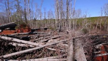 Ağaç kütüklerine saçılmış ölü ağaçlar büyük çevresel değişim ve bozulma sinyalleri veriyor..