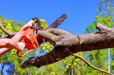 İşçi, ağaçlık alandaki ağaç kesmek için testereyi kullanıyor. Etrafı seyrek yapraklarla çevrili.
