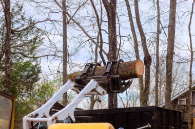 İşçiler ormanlık alandaki ağaç kesme işini yaparken makine büyük kütükleri kaldırıyor