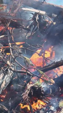 Alevler, devrilen ağaç ve dalları yutar ve bir orman bölgesinde gün ortasındaki bir orman yangınında havaya duman gönderir..