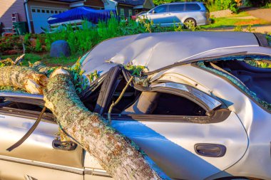 Park halindeki aracın üzerine büyük bir ağaç dalı düştü ve sakin yerleşim bölgesinde ciddi hasara yol açtı..