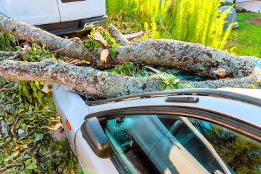 Fırtına hasarı, ağaç dallarının yeşil yaprakların arasında park halindeki arabanın üzerinde dinlendiğini gösteriyor.