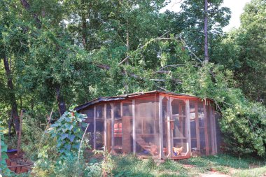 Kümeste gezinen tavuklar güçlü rüzgarın ardından kısmen devrilmiş ağaç dallarıyla kaplıdır.