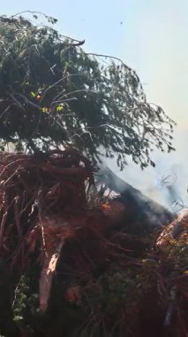 Ağır ekipmanlar açık gökyüzünün altındaki bir orman alanındaki önemli miktarda ağaç ve moloz yığınını aktif olarak kaldırıyor..