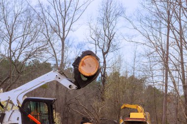 Gündüz vakti ağaçlardaki yapraklar olmadan seyrek ormandaki bir makine tarafından ağaç kesiliyor..