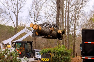 Yükleyici, çalışma alanı boyunca ormandaki ağaç kesme operasyonunun bir parçası olarak büyük kütükleri havaya kaldırıyor