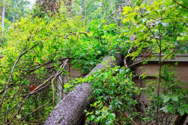 Yapı boyunca uzanan büyük ağaç dalları, etrafa saçılmış yaprakları, fırtına hasarının altını çiziyor..