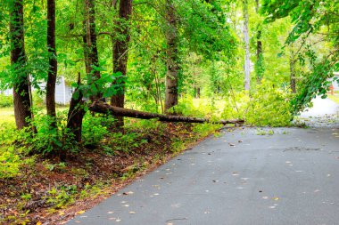Büyük ağaç dalları sessiz yolda uzanır. Huzurlu doğal ortamda yemyeşil ile çevrilidir..