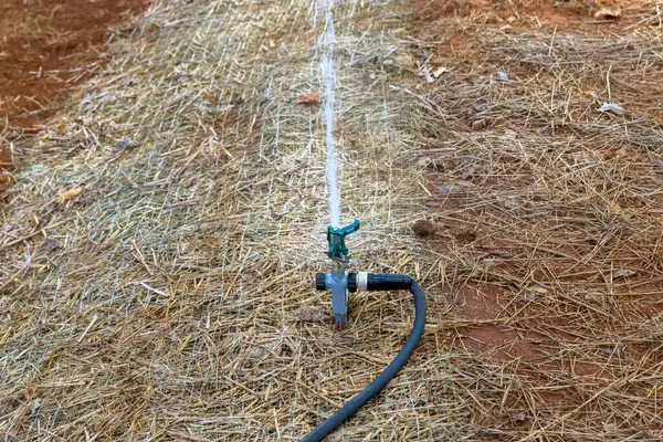 Fıskiye aktif olarak bahçedeki kuru toprağı suluyor. Parlak güneş ışığı altındaki bitkilere gerekli nemi sağlıyor..