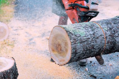 Müteahhit, kalın ağaç kütüklerini yerleşim alanının dışındaki daha küçük bölümlere kesmek için testere kullanıyor.