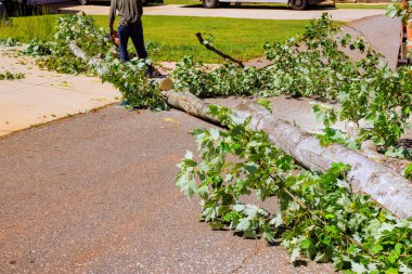 Şiddetli fırtınadan sonra işçiler sessiz mahallede düşen ağaçları temizliyor