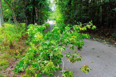 Düşen dallar sessiz patikanın üzerinde uzanır. Etrafı yemyeşil fırtınalarla çevrili.