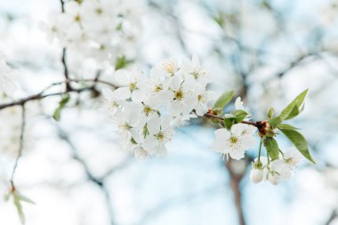 Close up white blossoming tree. Cherry, Apple, Sakura orchard. Spring leaves, organic plant, blossom season almond, pear. Bunches and branches, sticks with flowers in the garden. Farming concept