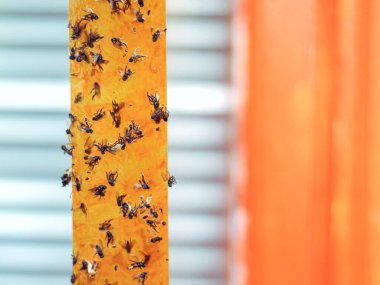 Kapalı çekimde seçici sarı turuncu bantlar, kapalı alanda sıkışmış ölü sineklerin olduğu sinek kağıdı şeritleri. Evdeki böcekler için tuzak parazit istilası. Metin için alanı kopyala