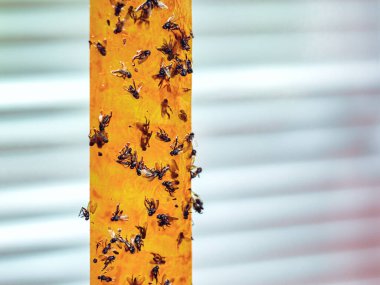 Kapalı çekimde seçici sarı turuncu bantlar, kapalı alanda sıkışmış ölü sineklerin olduğu sinek kağıdı şeritleri. Evdeki böcekler için tuzak parazit istilası. Metin için alanı kopyala