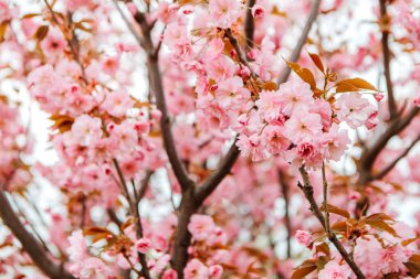 Sakura cherry blossoms blooming flowers in the garden park in early spring. Hanami celebration, Japanese festival. Background image