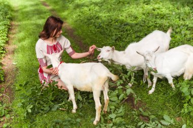 Woman dressed traditional fashionable ukrainian embroidery vyshyvanka dress shirt ethnic costume cloth feeding goat leaves grass in the forest village. Ukrainian culture. Herd of goats, animals