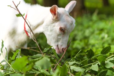 Goat eating leaves grass in the forest village meadow field grassland. Mammal animal chewing plants on the lawn. Farm animal