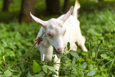 Goat eating leaves grass in the forest village meadow field grassland. Mammal animal chewing plants on the lawn. Farm animal
