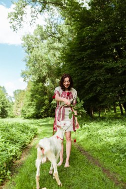 Vertical image woman dressed traditional fashionable ukrainian embroidery vyshyvanka dress shirt ethnic costume cloth feeding goat with leaves grass in the forest village. Ukrainian culture
