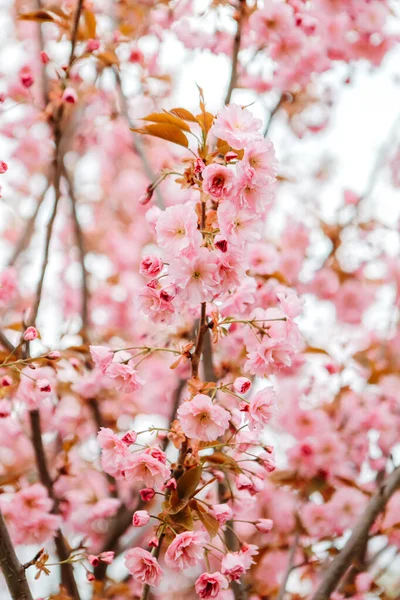 Sakura cherry blossoms blooming flowers in the garden park in early spring. Hanami celebration, Japanese festival. Background image