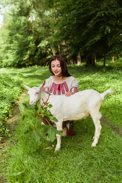 Vertical image woman dressed traditional fashionable ukrainian embroidery vyshyvanka dress shirt ethnic costume cloth feeding goat with leaves grass in the forest village. Ukrainian culture