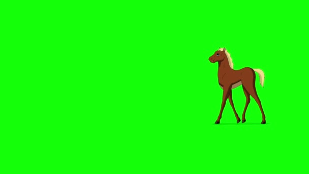 Brown Foal Walks Back Forth Long Shot Handmade Animated Footage — Stock Video