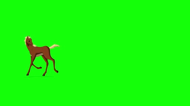 Kahverengi Taylar Ileri Geri Koşuyor Yapımı Görüntüler Yeşil Ekranda Izole — Stok video