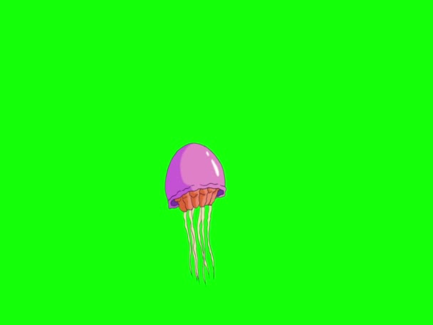 Розовая Медуза Плавает Хрома Ключ Ручной Анимационный Зацикленный Кадры Изолированы — стоковое видео