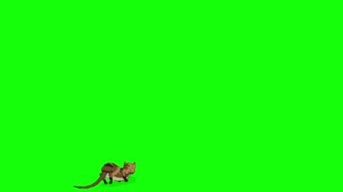 Kırmızı Tekir Kedi atlıyor ve kroma anahtarı HD 'ye tırmanıyor. El yapımı HD görüntüler yeşil ekranda izole edildi