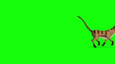 Kırmızı Tekir Kedi ileri geri koşar. Tam kroma anahtar HD. Yeşil ekranda izole edilmiş el yapımı HD görüntüler