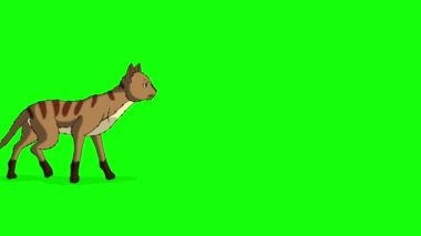 Kırmızı Tekir Kedi kroma anahtarı HD 'ye sahip. Yeşil ekranda izole edilmiş el yapımı HD görüntüler