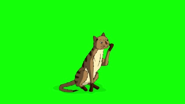 Red Tabby Cat Lízání Své Tlapky Chroma Klíč Ruční Animované — Stock video