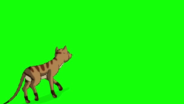 Czerwony Tabby Cat Pozostawia Klucz Chroma Ręcznie Robione Animowane Filmy — Wideo stockowe