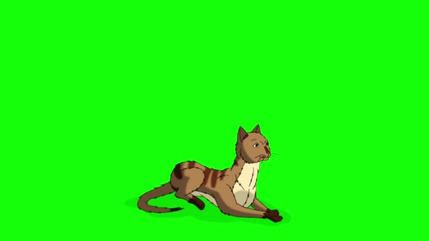 Red Tabby Cat Siedzi Leży Wstaje Ponownie Chroma Klucz Ręcznie — Wideo stockowe