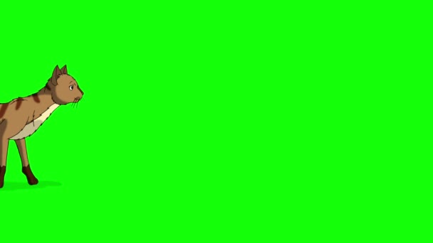 红色禁忌猫来了 躺在色键Hd下 在绿色屏幕上隔离手工制作的动画高清画面 — 图库视频影像