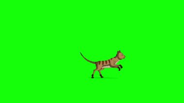 Kırmızı Tekir Kedi ileri geri koşar. Yeşil ekranda izole edilmiş el yapımı 4K görüntüler