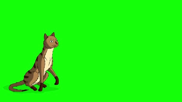 Red Tabby Cat Wstaje Ucieka Ręcznie Robiony Animowany Materiał Izolowany — Wideo stockowe